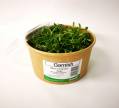 Micro Greens - 50gm Cut Coriander Pottle
