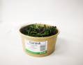 Micro Greens - 100gm Cut Pottle