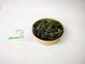 Micro Greens - 50gm Cut Pottle